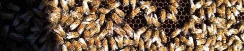 le api e il loro miele nella nostra cascina